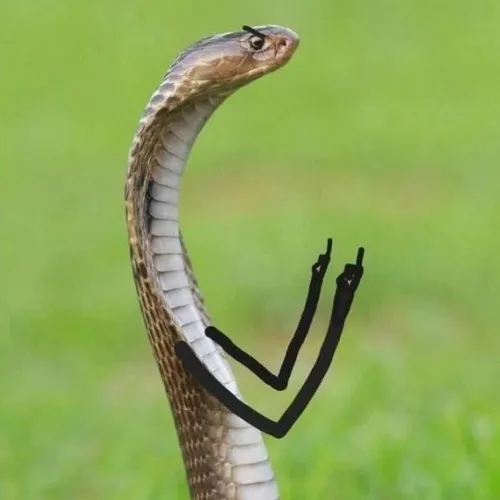 Khi rắn độc không chỉ là động vật mà thành biểu tượng drama mạng