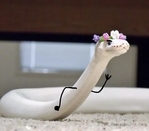 Hành trình viral của meme con rắn có tay