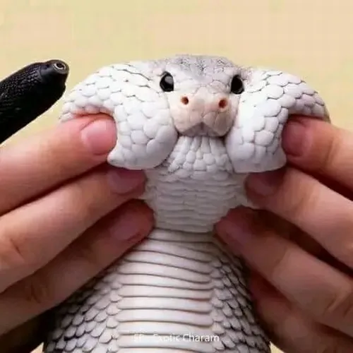 Hình chế vui rắn độc nhưng thật thà bất ngờ