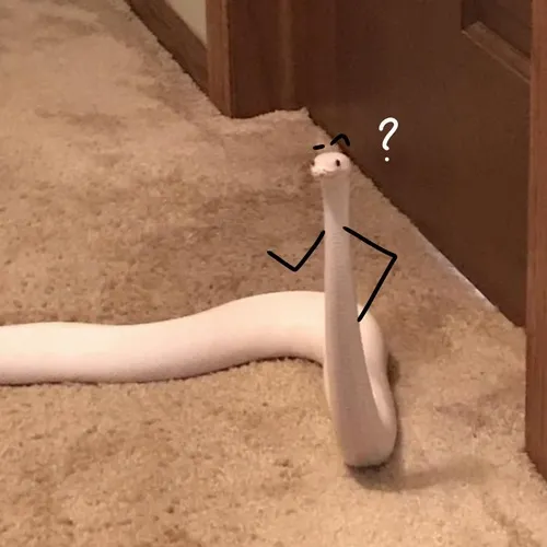 Meme chế rắn troll người bằng ánh nhìn sắc