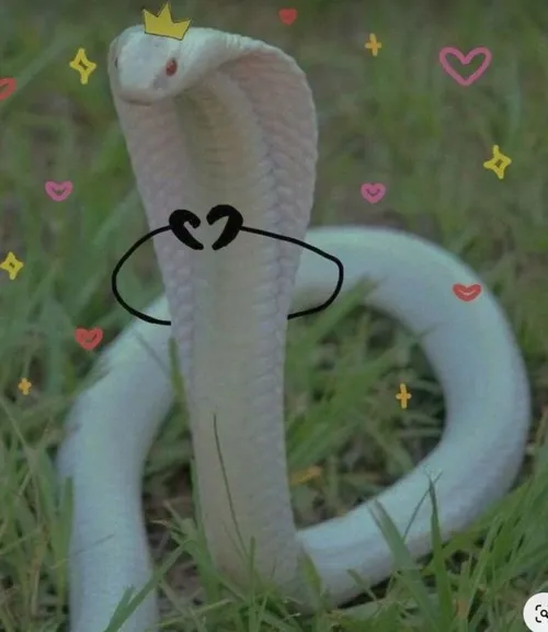 Hình chế rắn thả tim lạnh lùng biểu tượng drama mạng