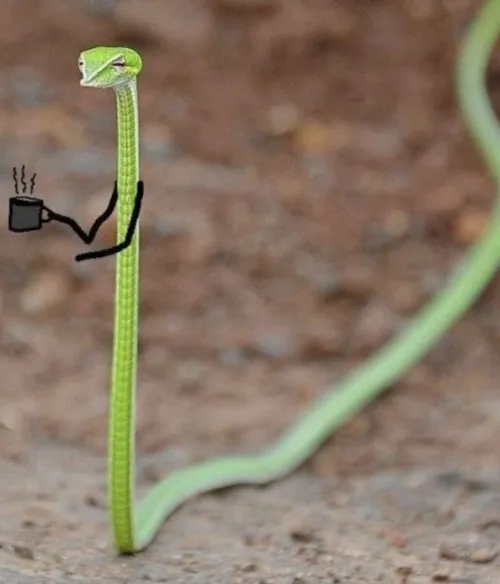 Meme hài rắn tinh ranh gây bão Facebook