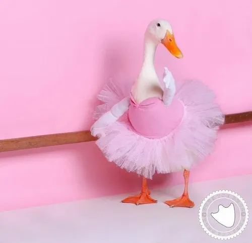 Ảnh hài vịt remix nhạc “cạp cạp” hot trend.