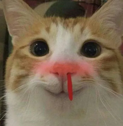 11 Ảnh troll mèo chảy máu cam do biểu cảm yêu quá đà