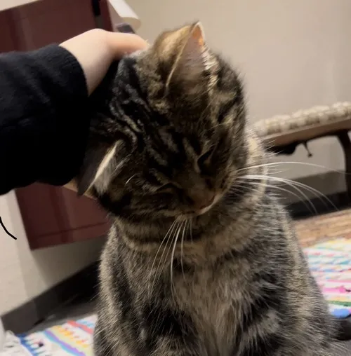 Ảnh chế nựng đầu mèo gây cười rần rần.