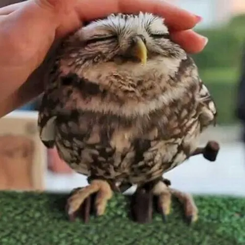 Hình troll chạm tóc thể hiện cử chỉ thương nhẹ đầy ý nghĩa.