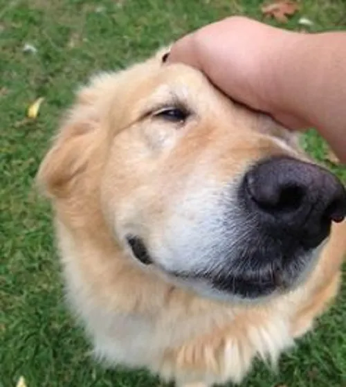 Ảnh chế vỗ đầu chó hài hước mang vibe trêu bạn thân.