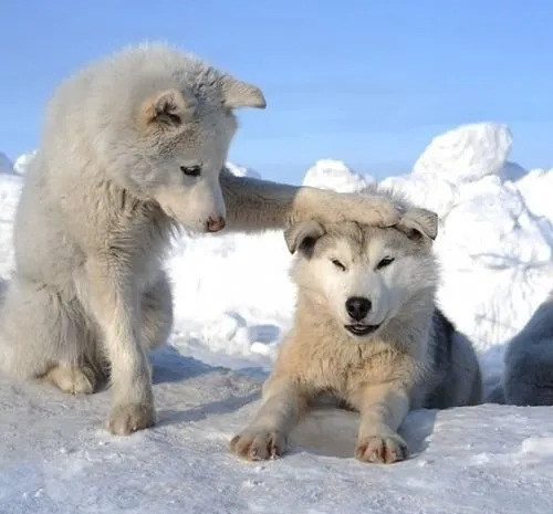 Meme xoa đầu trong phim anime khiến fan thích thú.