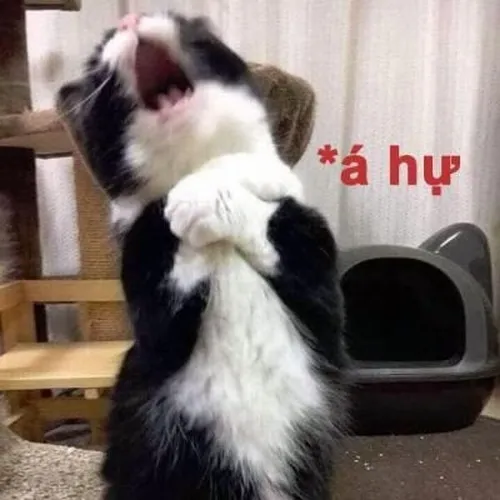 Ảnh troll gợi tình thân, khiến người xem xúc động.