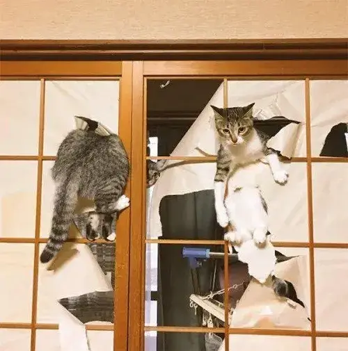 Ảnh vui mèo troll mèo khác bằng cú vả bất ngờ.