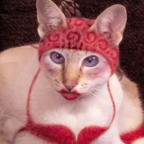 Meme hài mèo bựa trợn mắt như vừa phát hiện âm mưu.