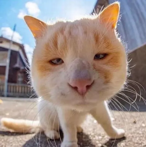 Hình chế mèo troll biểu cảm “tôi biết hết nha”.