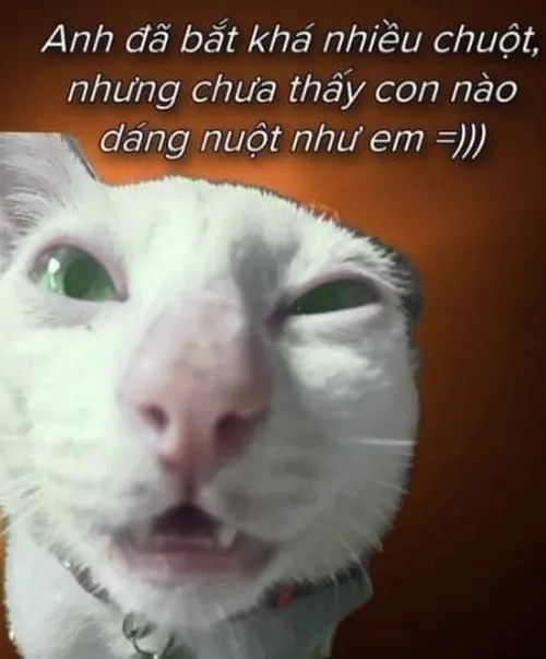 Ảnh vui boss mèo làm mặt “hối hận nhưng không thật lắm”.