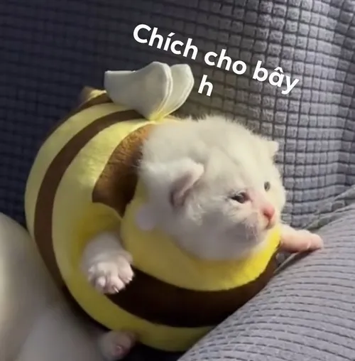 Meme mèo bựa trưng mặt đơ khiến ai nhìn cũng bật cười.