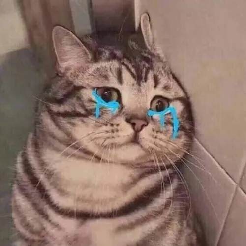 Hình chế mèo bựa làm biểu cảm “đừng giỡn với tôi”.