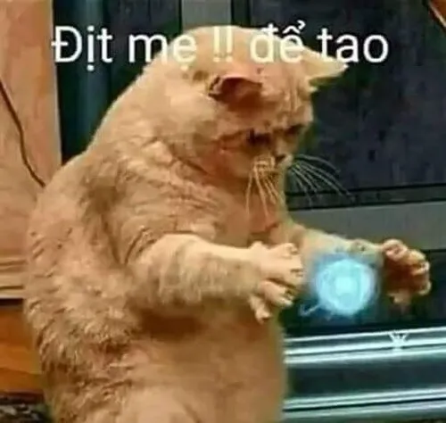 Hình troll boss mèo đang giấu tội cực kỳ buồn cười.