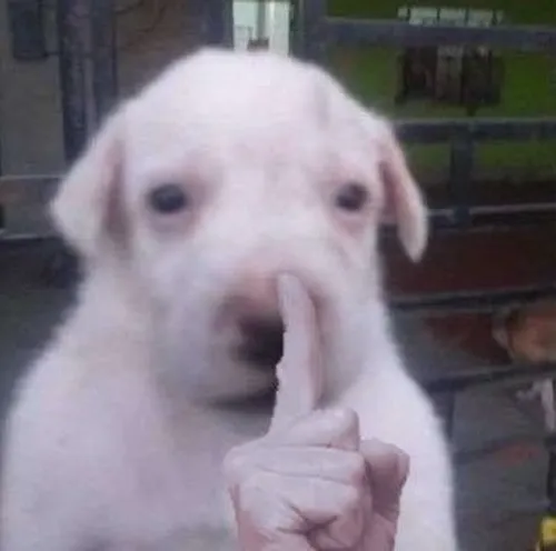 11 Biểu cảm chó suỵt và nghệ thuật nhắc khéo kiểu vui