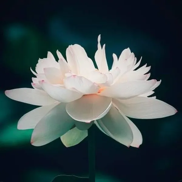 Ảnh cá nhân sen trắng dịu, tôn nghiêm