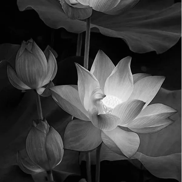 Ảnh trang cá nhân tưởng nhớ người vừa mất