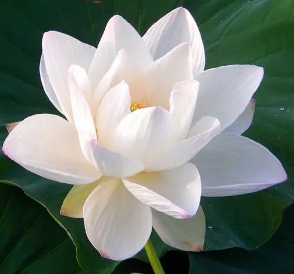 Hình đại diện tang lễ nghiêm trang, trầm tĩnh