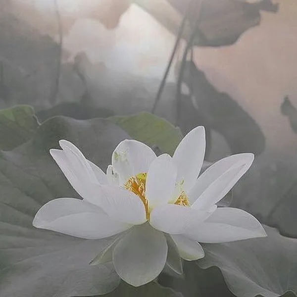 Ảnh profile tưởng niệm người thân yêu quý