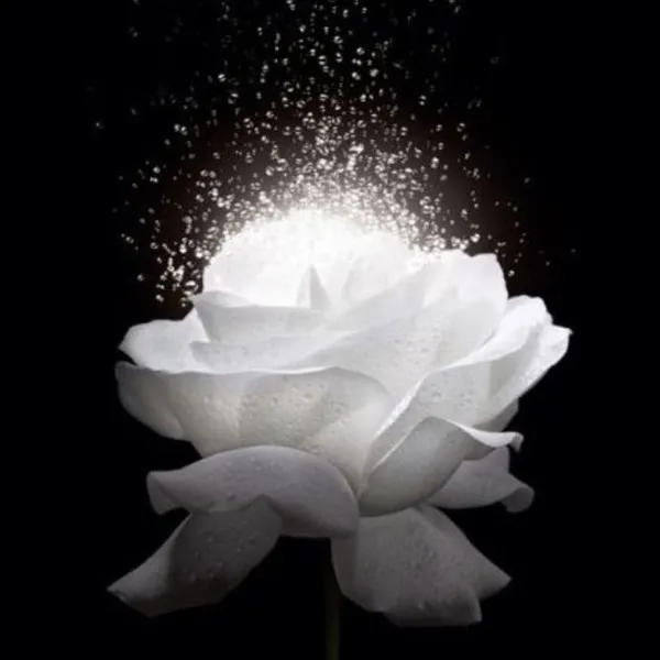 Ảnh hiển thị trắng đen buồn cho TikTok