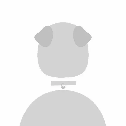 Hình avatar chó cute trắng nhẹ, dễ thương