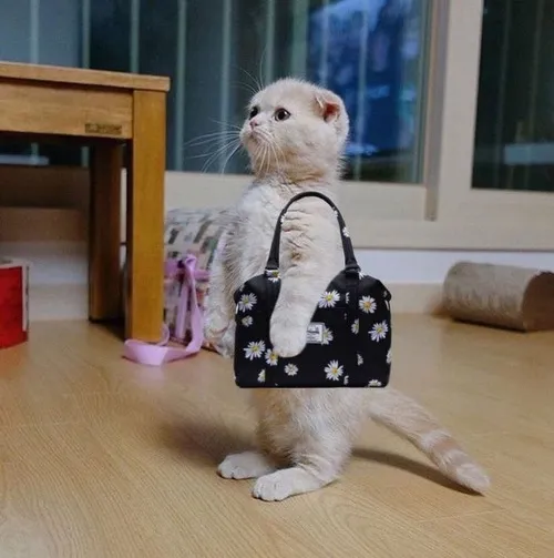 Hình chế vui mèo lim dim ngủ trông đáng yêu cực độ