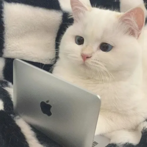 Ảnh vui mèo nhỏ cuộn tròn ngủ say như em bé