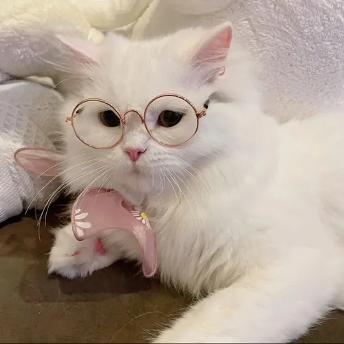 44 Bộ 140+ ảnh Meme Mèo Cute nhất MXH biểu cảm từ ngáo ngơ đến đáng yêu