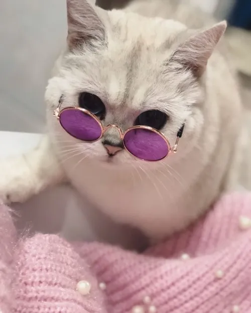 Ảnh chế mèo nhỏ đội nón len nhìn cưng không chịu nổi