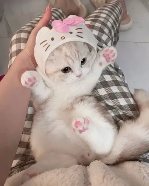 Meme hài mèo nhỏ tròn mắt