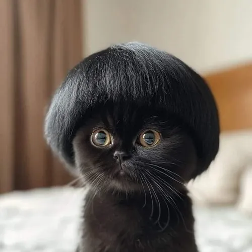 Ảnh troll mèo bị đội nón hình gấu siêu dễ thương