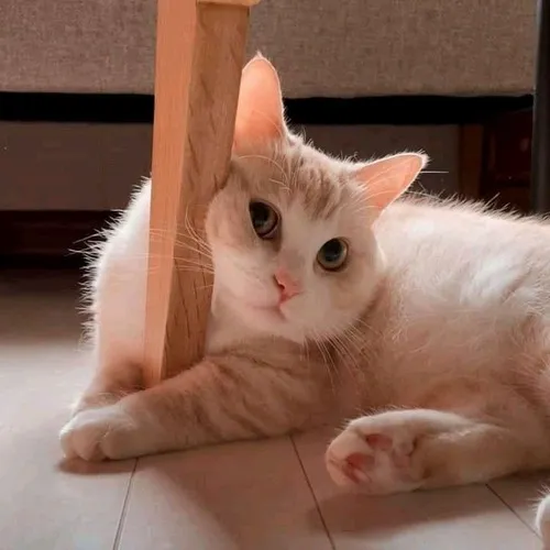 Meme hài mèo tròn trịa ngồi nghiêm như học sinh ngoan