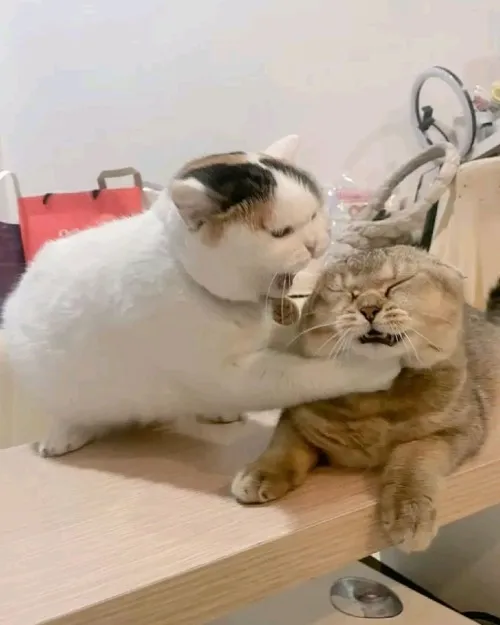 Hình chế mèo ngủ gật trên bàn phím khiến ai cũng bật cười