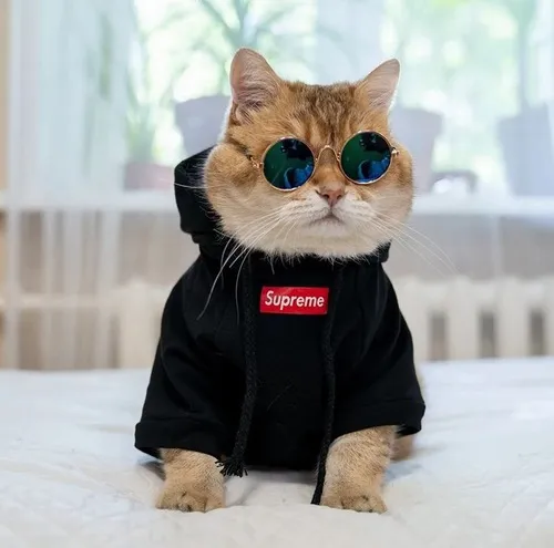 Meme mèo nhỏ đang thè lưỡi cực kỳ ngộ nghĩnh đáng yêu