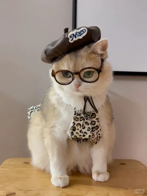 Meme hài mèo nhỏ với biểu cảm “không quan tâm luôn á”