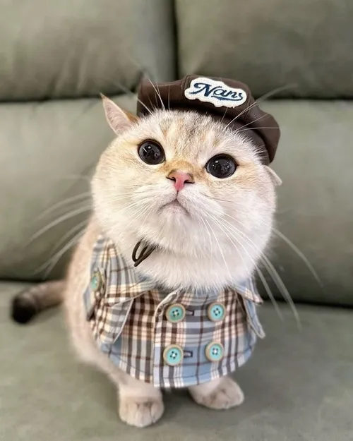 Ảnh chế mèo dễ thương lan mạng