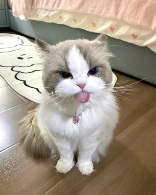 Meme vui boss nhỏ cười mím