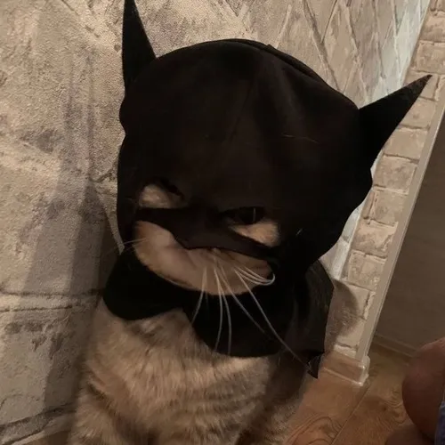 Hình chế mèo ngơ đáng yêu