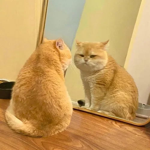 Meme mèo cute với biểu cảm ngơ ngác khiến ai cũng tan chảy