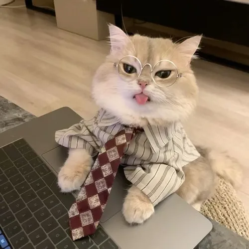 Meme mèo đáng yêu nhìn camera kiểu “ơ kìa sen ơi”