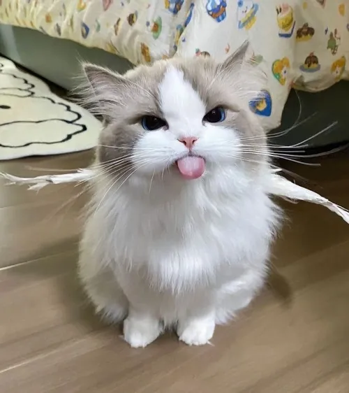 Hình chế mèo ngáp to nhìn vừa buồn cười vừa đáng yêu