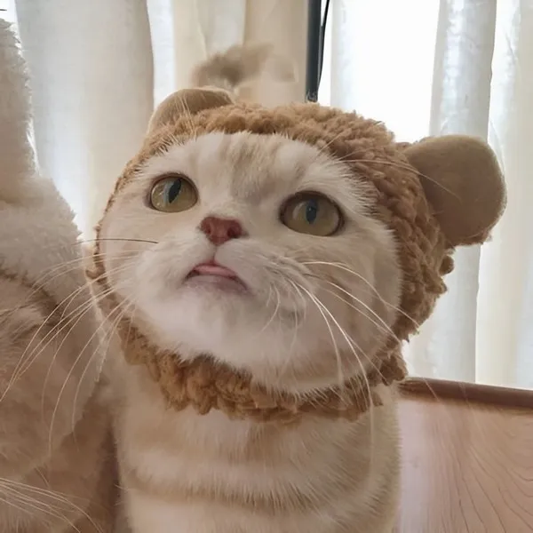 Ảnh hiển thị mèo nữ đôi vibe ngọt ngào Zalo