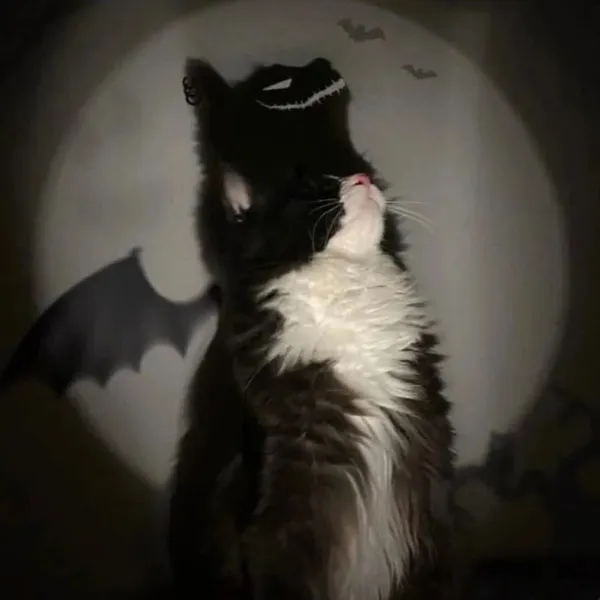 Ảnh đại diện mèo đôi nhẹ nhàng và vui vẻ