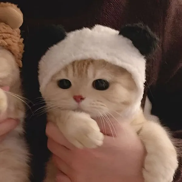 Ảnh avatar mèo đôi dễ thương hết nấc cho nữ