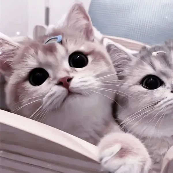 Avatar đôi mèo cute tone trắng be nhẹ - nam