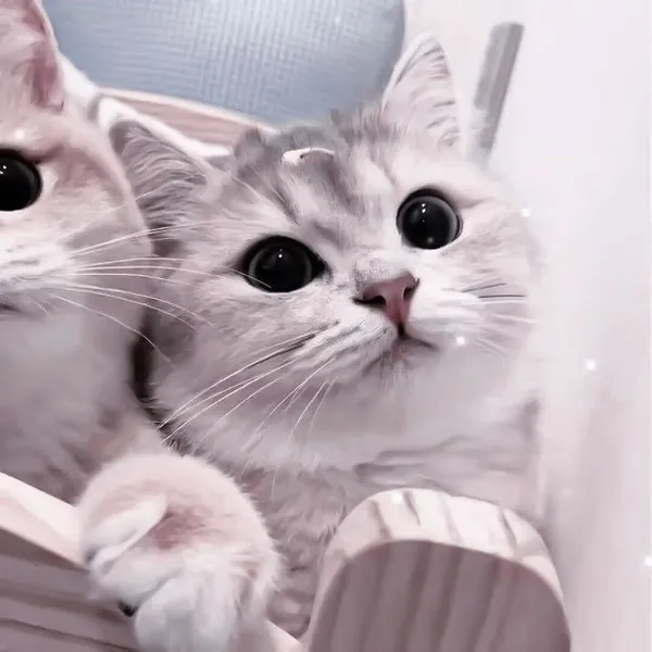 Avatar đôi mèo cute tone trắng be nhẹ - nữ