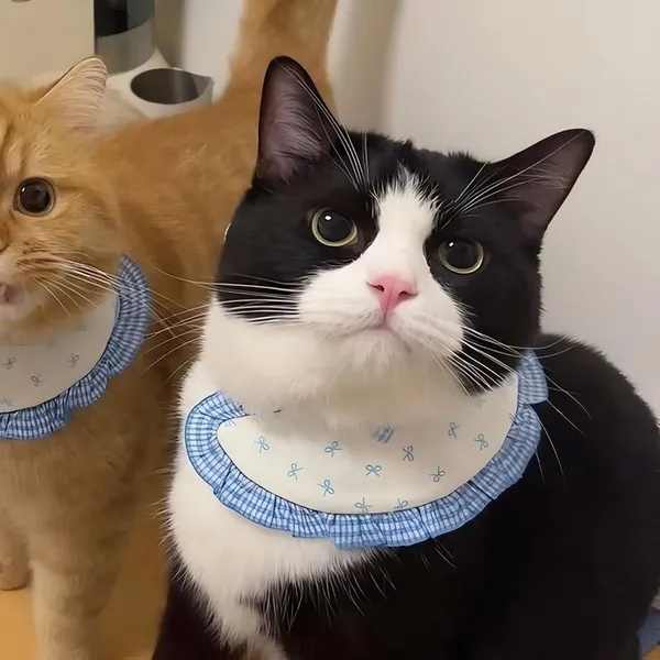 Ảnh đại diện cặp mèo ngầu mà duyên cho nữ