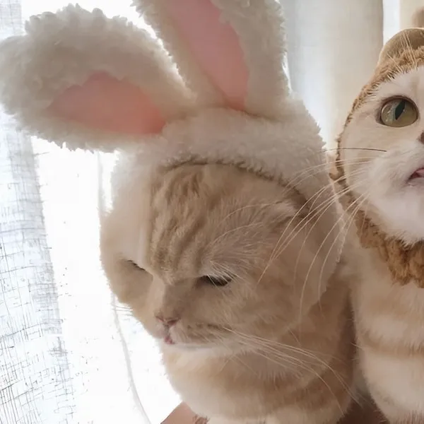 Ảnh hiển thị mèo nam đôi vibe ngọt ngào Zalo